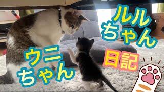 ルルちゃん うにちゃん日記◆はじめまして子猫ちゃん！赤ちゃん猫と触れ合う優しいお兄ちゃん！保護猫