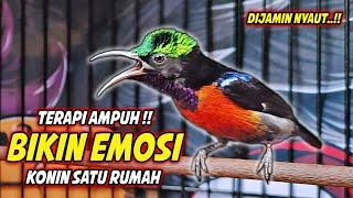 PANCINGAN KONIN GACOR FULL BONGKAR ISIAN CILILIN SUPER !! MASTERAN KOLIBRI NINJA TEMBAKAN MEWAH