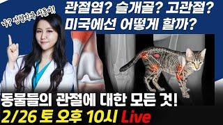 개 고양이의 관절염? 슬개골? 고관절? 미국 수의사의 강아지 고양이 관절에 관한 모든 것 Q&A!