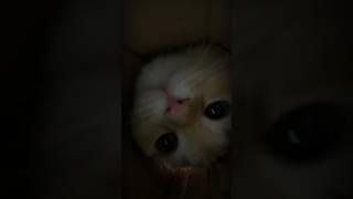 cat in blender video  disgusting video on internet #catvideo #shorts #catshorts