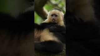 For harpy eagles sloths & birds, visit Panama