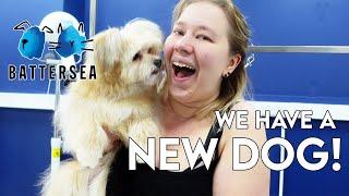 We rehomed a puppy from Battersea Dogs & Cats Home!