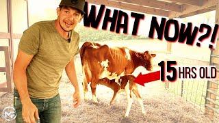 What happens AFTER a new BABY CALF is born?
