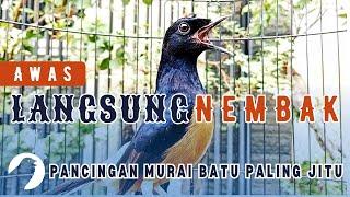 PANCINGAN MURAI BATU GACOR BIKIN MURAI BATU APAPUN LANGSUNG EMOSI