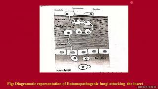 Biopesticides (Part 2)