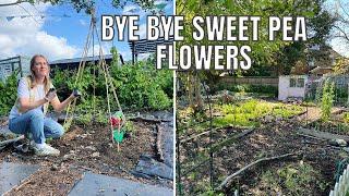 BYE BYE SWEETPEAS! / ALLOTMENT GARDENING FOR BEGINNERS