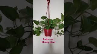 Pothos or Money plant hanging #shorts @arpagriartist