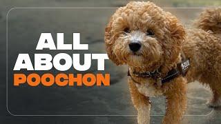 Bichon Poodle Mix: Everything About The Perfect Teddy Bear Mix(Before You Get One)