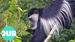 Nineteen Brave Colobus Monkeys Fight To Keep Their Home From Disappearing | Our World