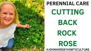 HOW TO CUT BACK HELIANTHEMUM - TIDYING ROCK ROSE