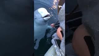  Beluga whale saves girl's phone #shorts