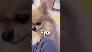 만져달라고 조르는 강아지의 최후 #chihuahua #장모치와와 #로미