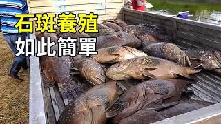 石斑魚的秘密，養殖過程大開眼界