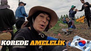 Güney Kore’de Yapılacak En Zor İş Amelelik! İlk Günden Canımızı Çıkardılar