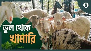 চট্টগ্রামের প্রথম দুম্বার খামারে বড় মুনাফা | Dumba Farming | Chattogram | The Business Standard