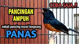 Murai Batu Gacor ini Suaranya Sangat COCOK Buat Pancingan murai batu agar cepat Bunyi Fighter Plong