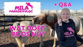 Mila Paardenvlog | is Angel HENGSTIG?! + Q&A + springen!