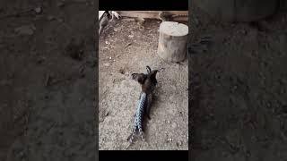 7 month old Lady Amherst Pheasant dive bomb #shorts #splittintrackspheasantry #ladyamherstpheasant