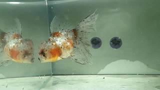 For Sale: "BamBam" Calico Thai Oranda Goldfish Fishchick Auctions (June Sale)