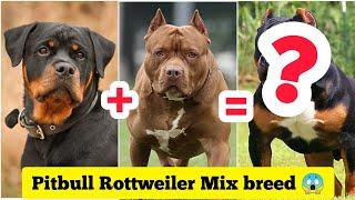 Rottweiler Pitbull Mix  Dog Breed  | #shorts #dogs #Cutedogs #puppies