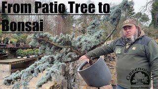 From Patio Tree To Bonsai - Greenwood Bonsai