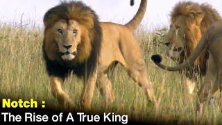 KING NOTCH | THE GREATEST Lion In The World | The Rise of A True King