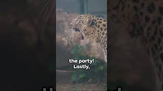  Amur Leopard: Funny Myths vs. Facts - The Lighter Side of Wild Cat Mysteries! 