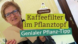 Pflanz-Tipp mit Mehrwert: Kaffeefilter im Pflanztopf - Pflanzen umtopfen und umsetzen