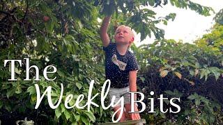 THE KITTEN CAME BACK | The weekly bits