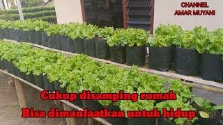 CUKUP DISAMPING RUMAH BISA BERMANFAAT UNTUK BIAYA DAPUR