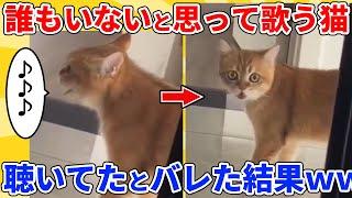 【2ch動物スレ】誰もいないと思って熱唱する猫→聴かれてたことを知った結果ｗｗｗｗｗ