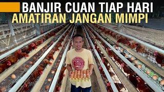 MESKI TIAP HARI BANJIR CUAN, TERNAK AYAM PETELUR TAK SEMUDAH YANG DIBAYANGKAN