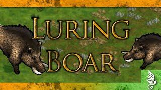 Luring Boar - Two Minutes Or Less