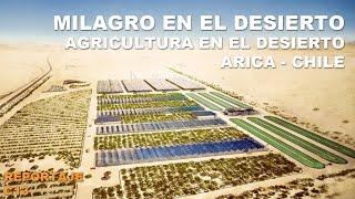 Agricultura en el Desierto (Norte de Chile)