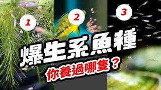 三種魚讓你大喊「不要再生了～！」養魚爆生超有成就感 LET EGG INTO OTHER BODY, Treacherous Fish GIVE BIRTH baby fish.