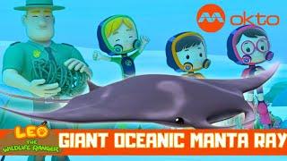 GIANT manta rays are HARMLESS? | Leo the Wildlife Ranger Spinoff S5E14 | @mediacorpokto