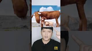 ANAK KAMBING BELAJAR MELOMPAT | Atma Prayudi #shorts #alurfilm #storytelling