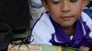 Collecting beetles with a lighttrap - Doi Inthanon, Thailand, 2016