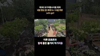공주시 제3회 유구색동수국축제 사진찍기 좋은 포토존 인스타포토존 수국판매