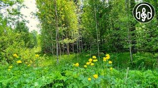 Успокаивающий смешанный лес и пение птиц. Соловей, кук