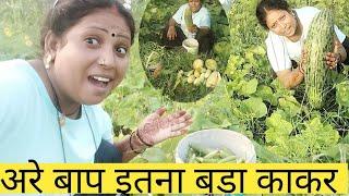 अरे बाप इतना बड़ा काकर है  @SK Sakshi kumari blog #and #Short