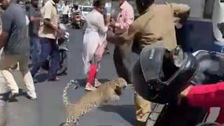 Leopard’s Leap! Don’t mess with the wildlife! #injured #cub #urban