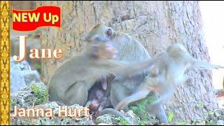 hurt terrible Janna ! Pity Janna monkey seriously hurt by spring monkey !!!