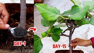 How to Grow Anjeer Plant / grow fig plant from Seeds and Cuttings | Grow figs easily at home