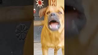 dog sound dog barking loud#shorts #viralshorts #trendingshorts