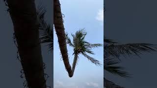 A Bent Coconut Tree with Barbed Wire on its Trunk #shorts