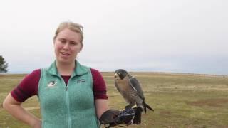 The Peregrine Fund helps conserve raptor species around the world