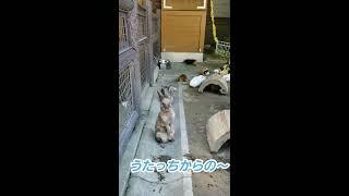 うさぎのうたっち動画