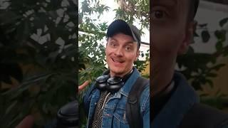 Как же всё таки спокойно и позитивно в оранжерее среди растений  