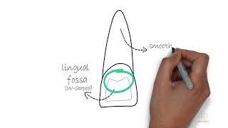 Permanent Maxillary Central Incisor